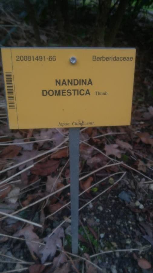 Nandina 29
