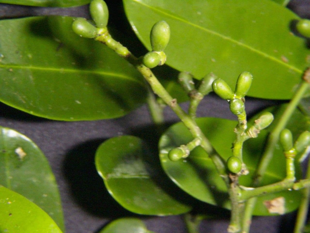 Simaruba amara 5