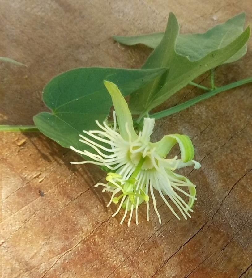 Passiflora capsulare 2