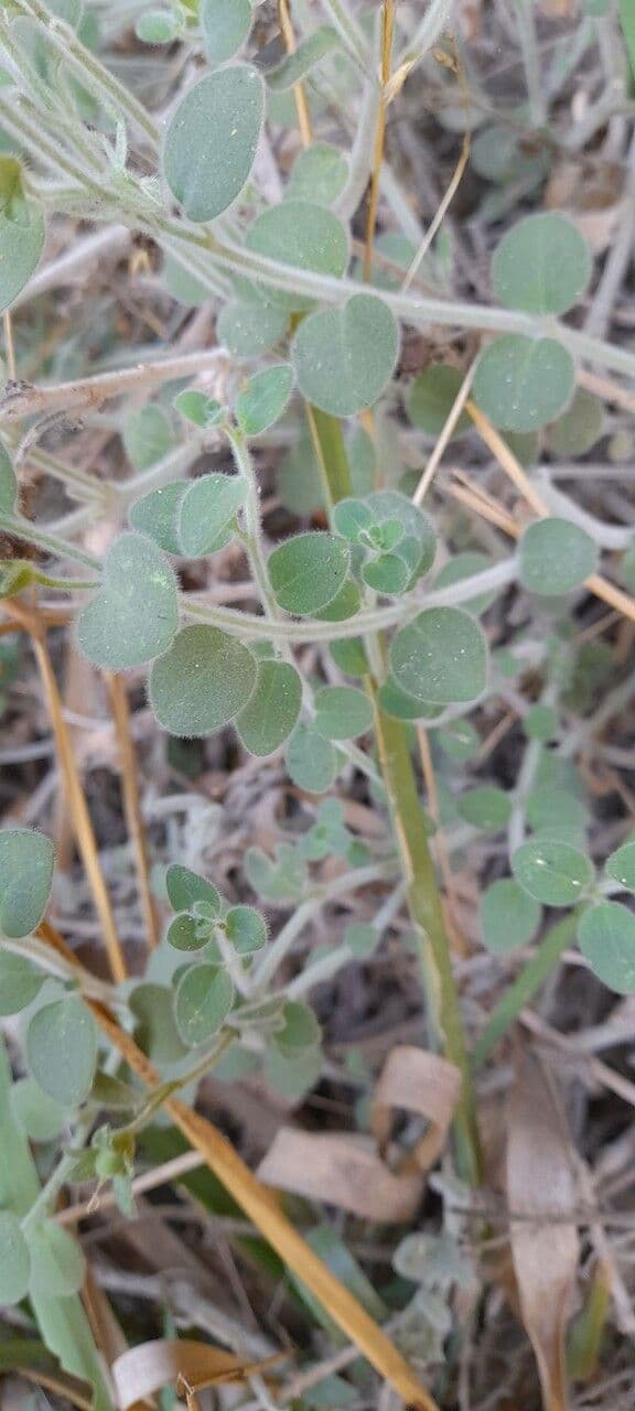 Antirrhinum molle 15