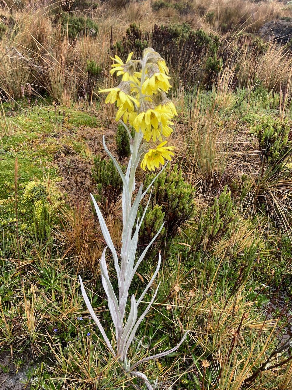 Senecio 10