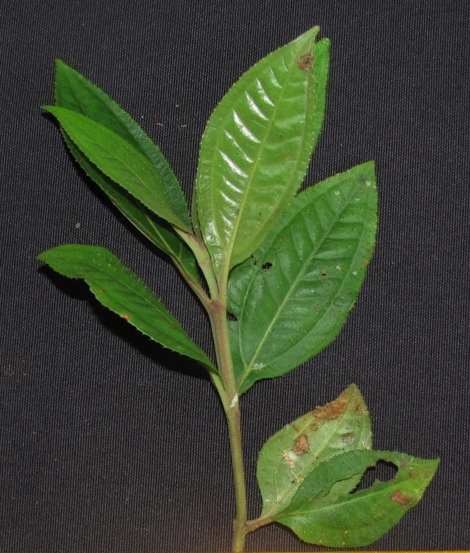 Miconia a tre nervature 12