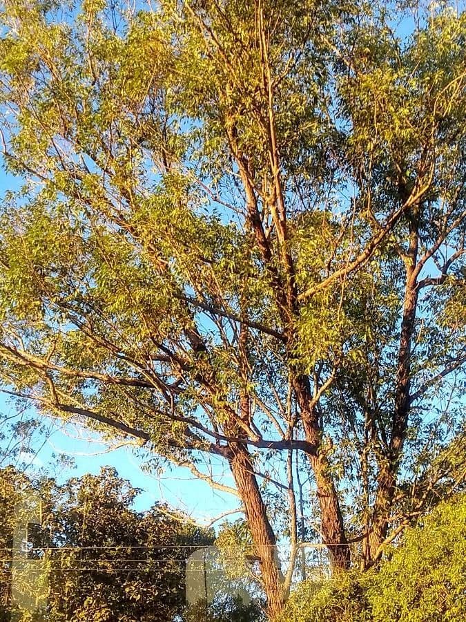 Eukalyptus