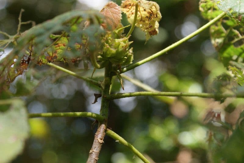 Dombeya 26