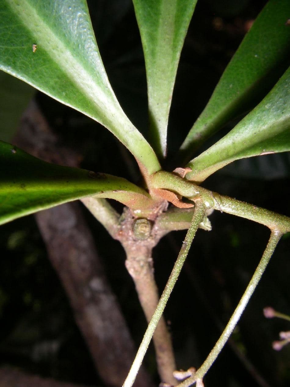 Hymenandra 14