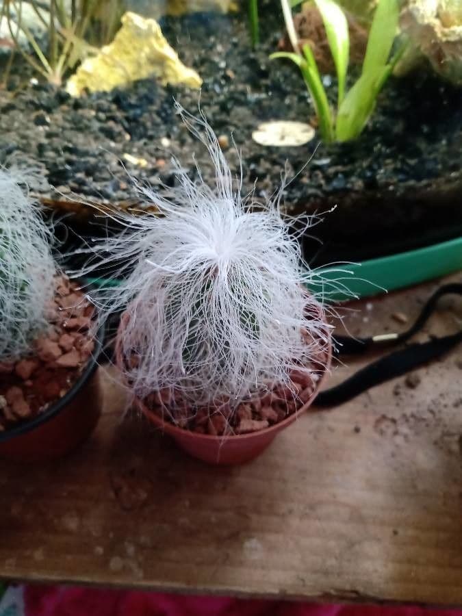 Cactus vecchio 3