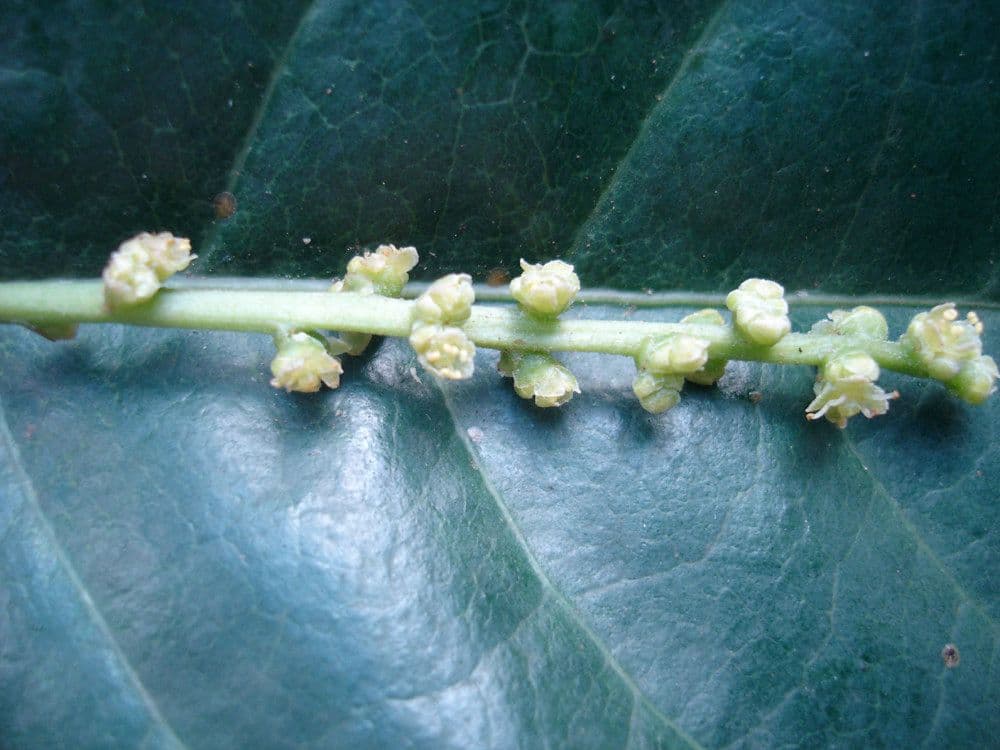 Richeria grandis 3