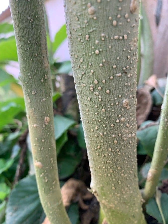Datura 22