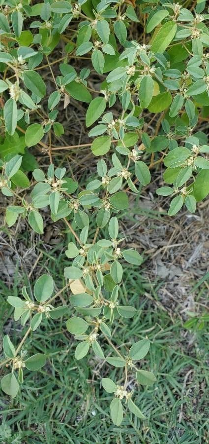 Croton monanthogynus 10