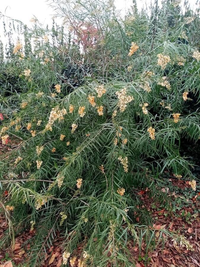 Freylinia 9