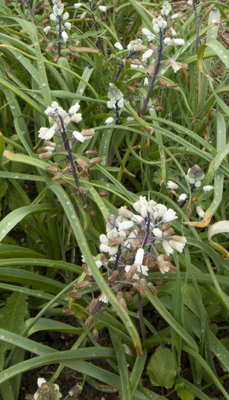 Bellevalia romana 4