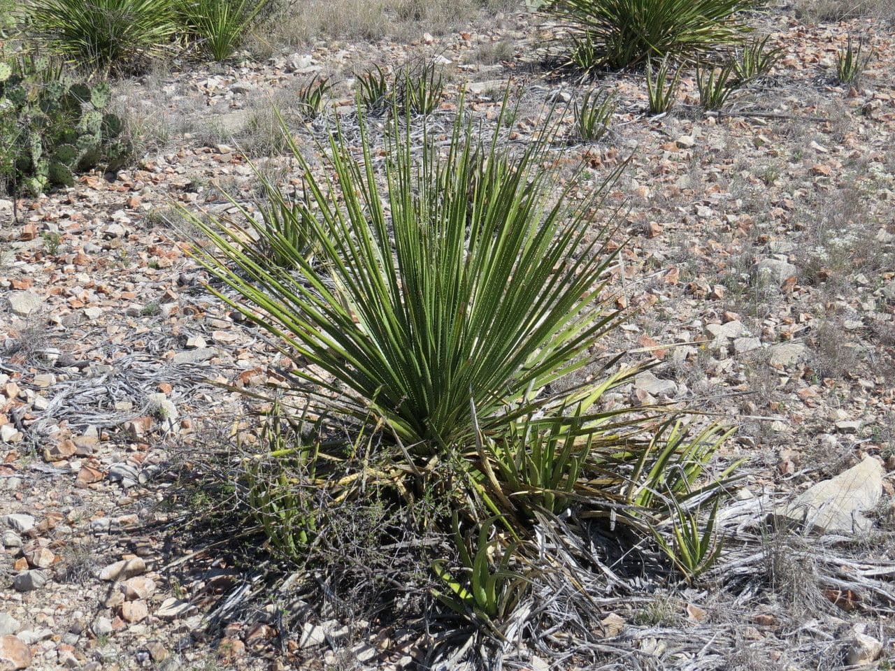 Texas-Sotol 4