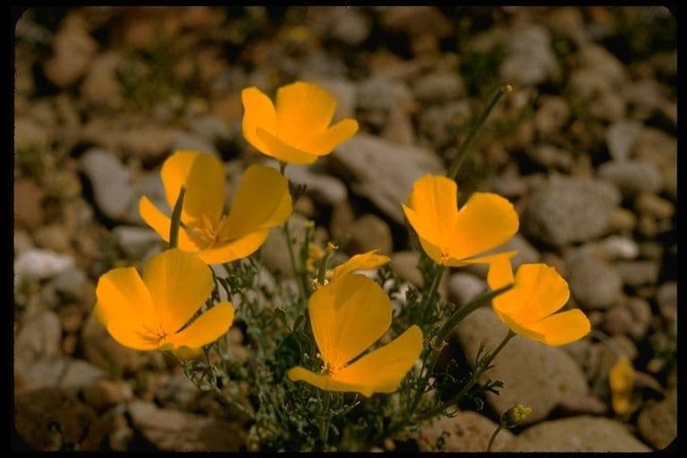 Wüsten-Mohn 8