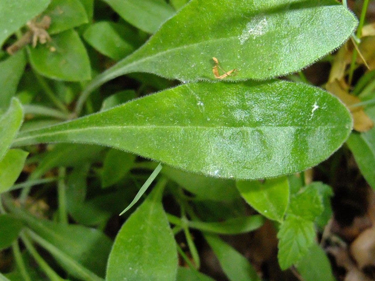 Silene italiana 17