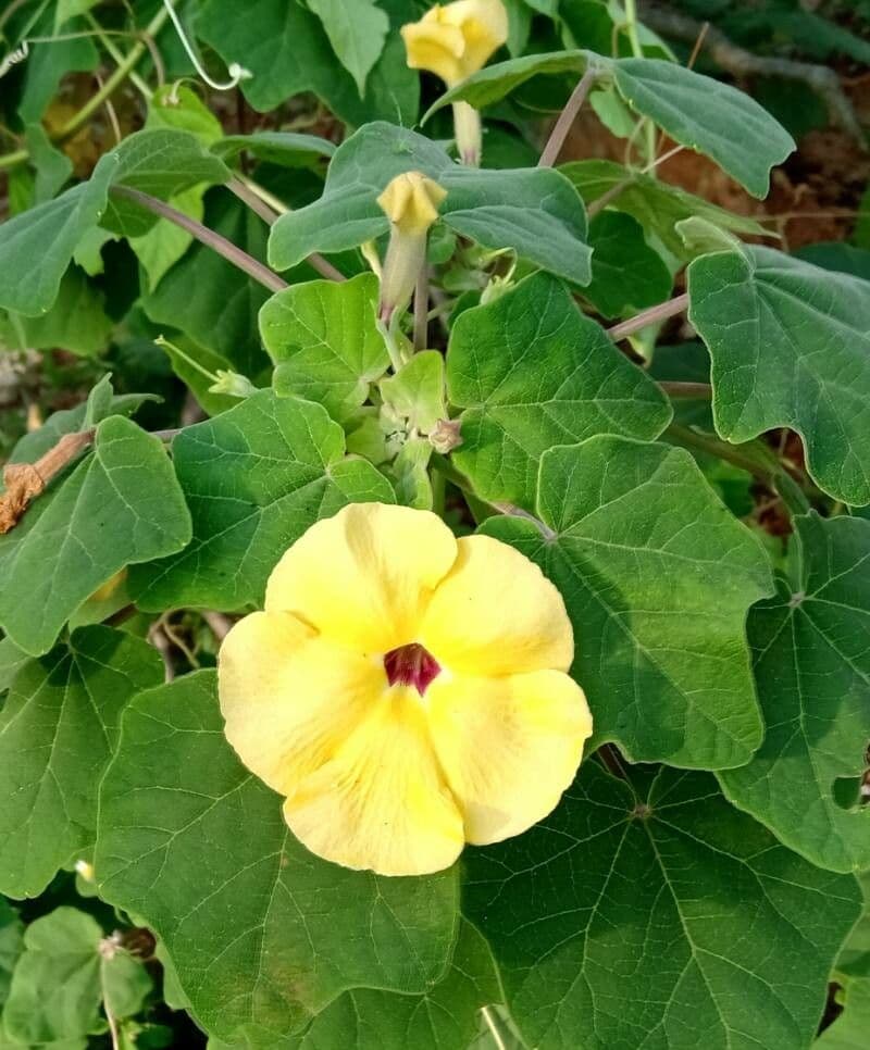 Uncarina 2