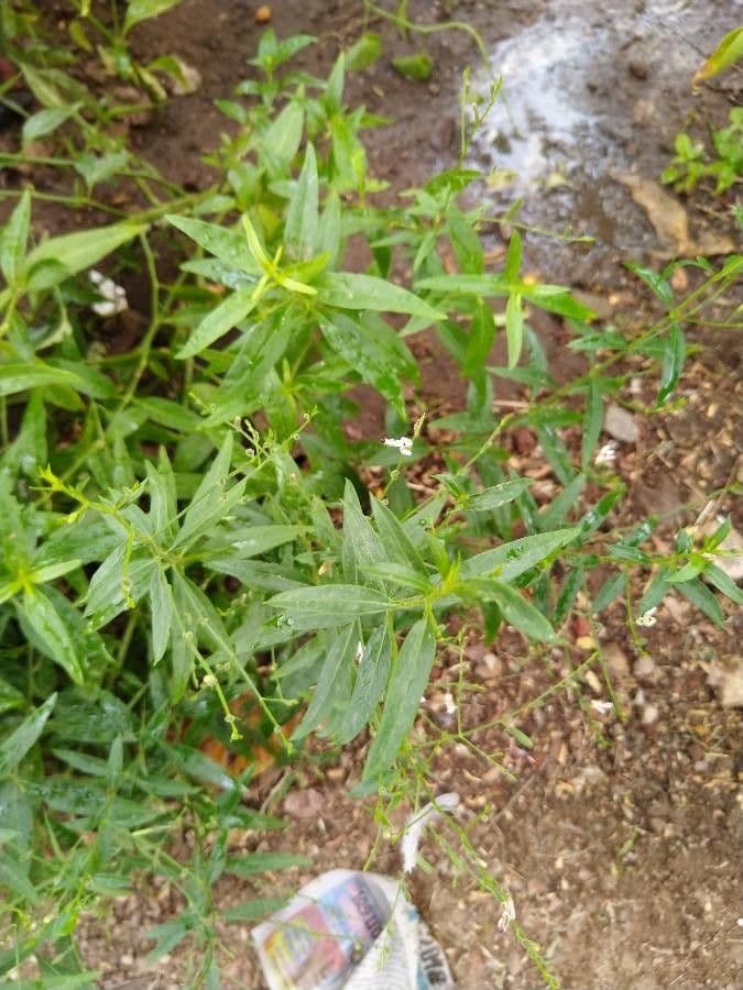Andrographis paniculata 15