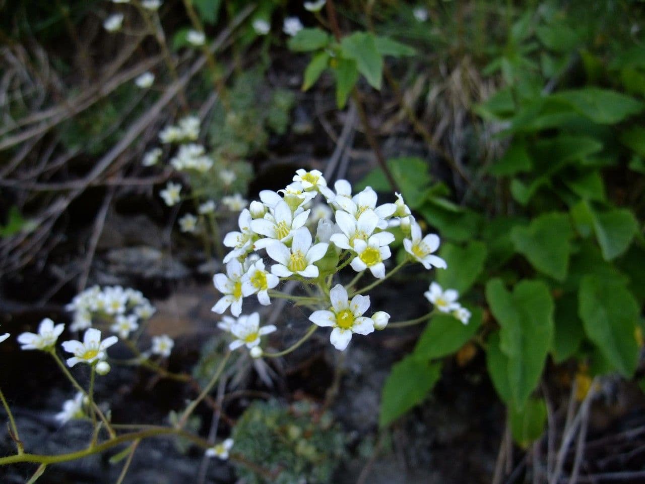 Sassifraga bulbifera 4