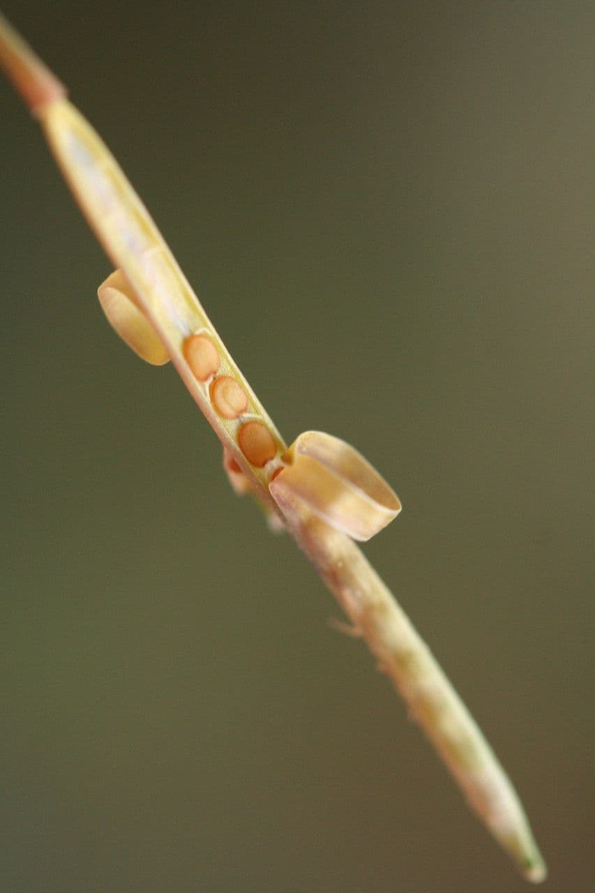 Billeri impatiens