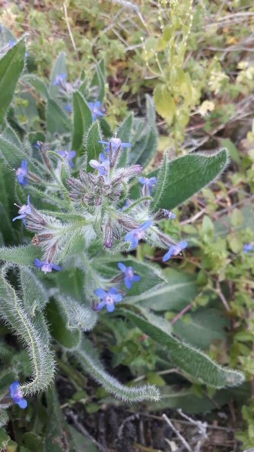 Buglossoides azzurra 16