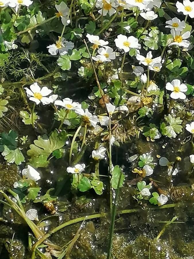 Ranuncolo acquatico 6