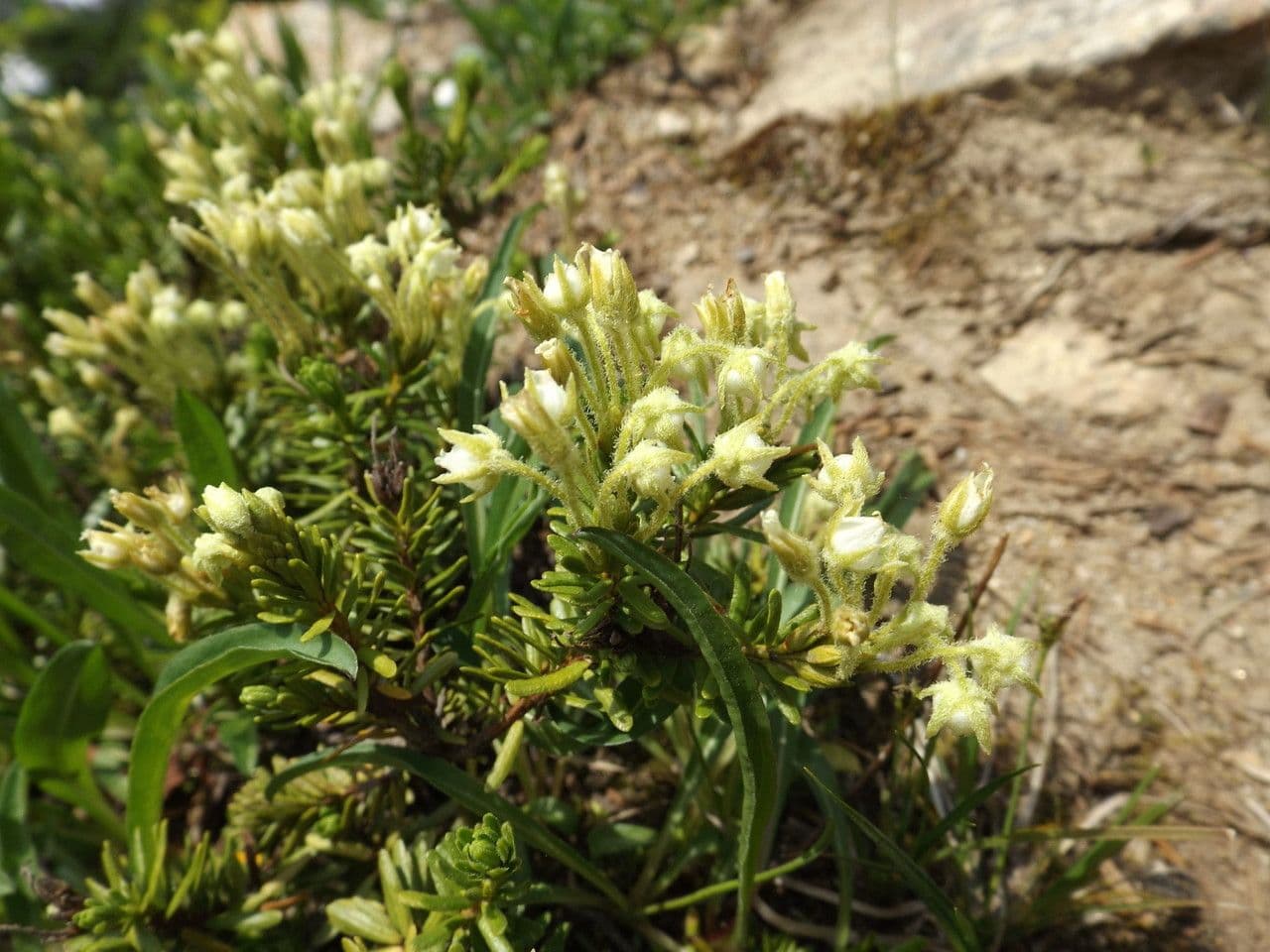 Gelbe Bergheide 6