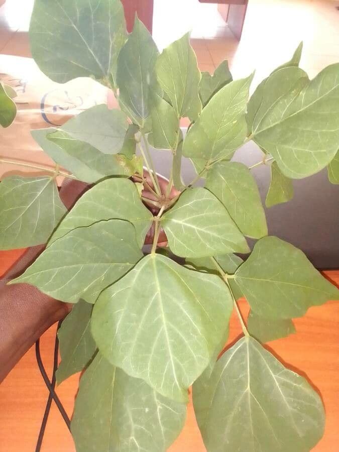 Albero corallo comune 16