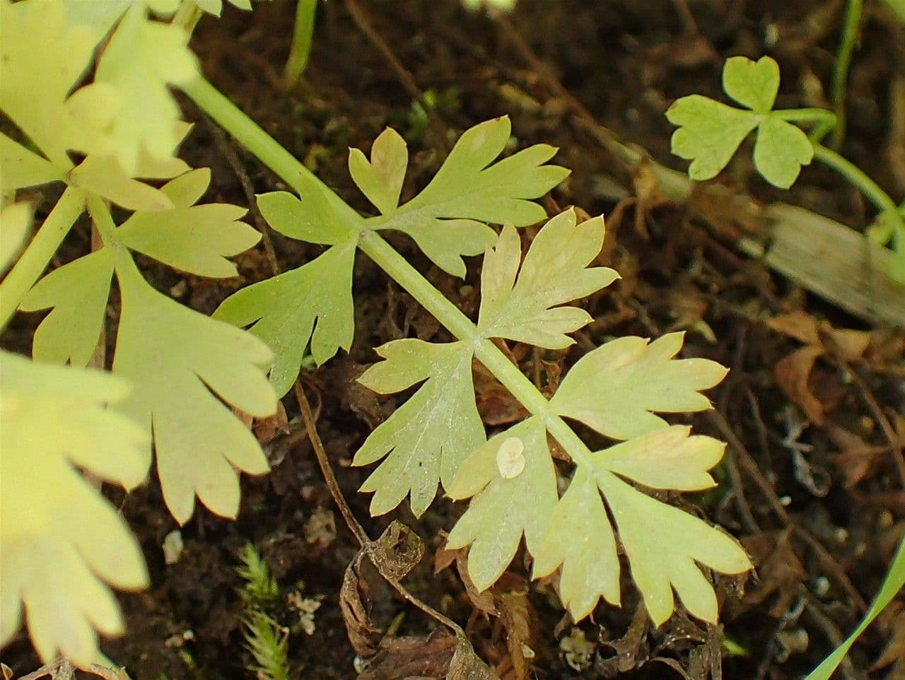 Oenanthe pimpinelloides 14