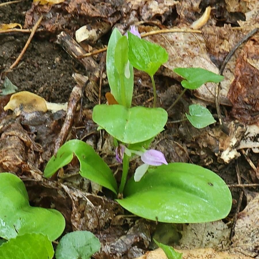 Galearis spectabilis 14