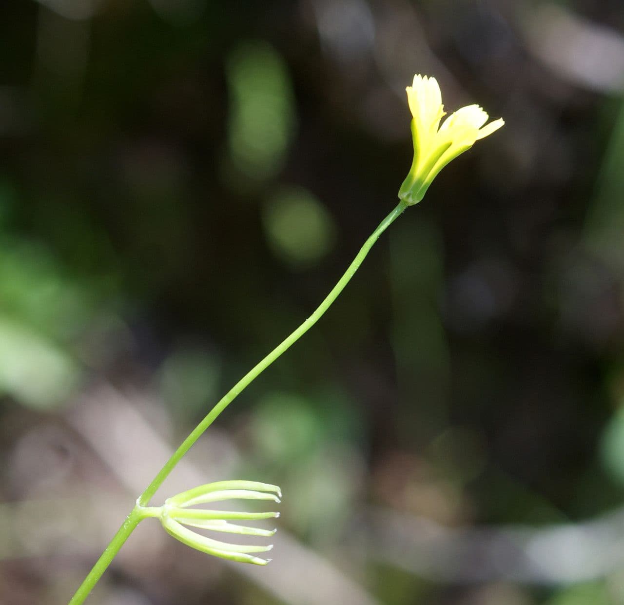 Rhagadiolus 9