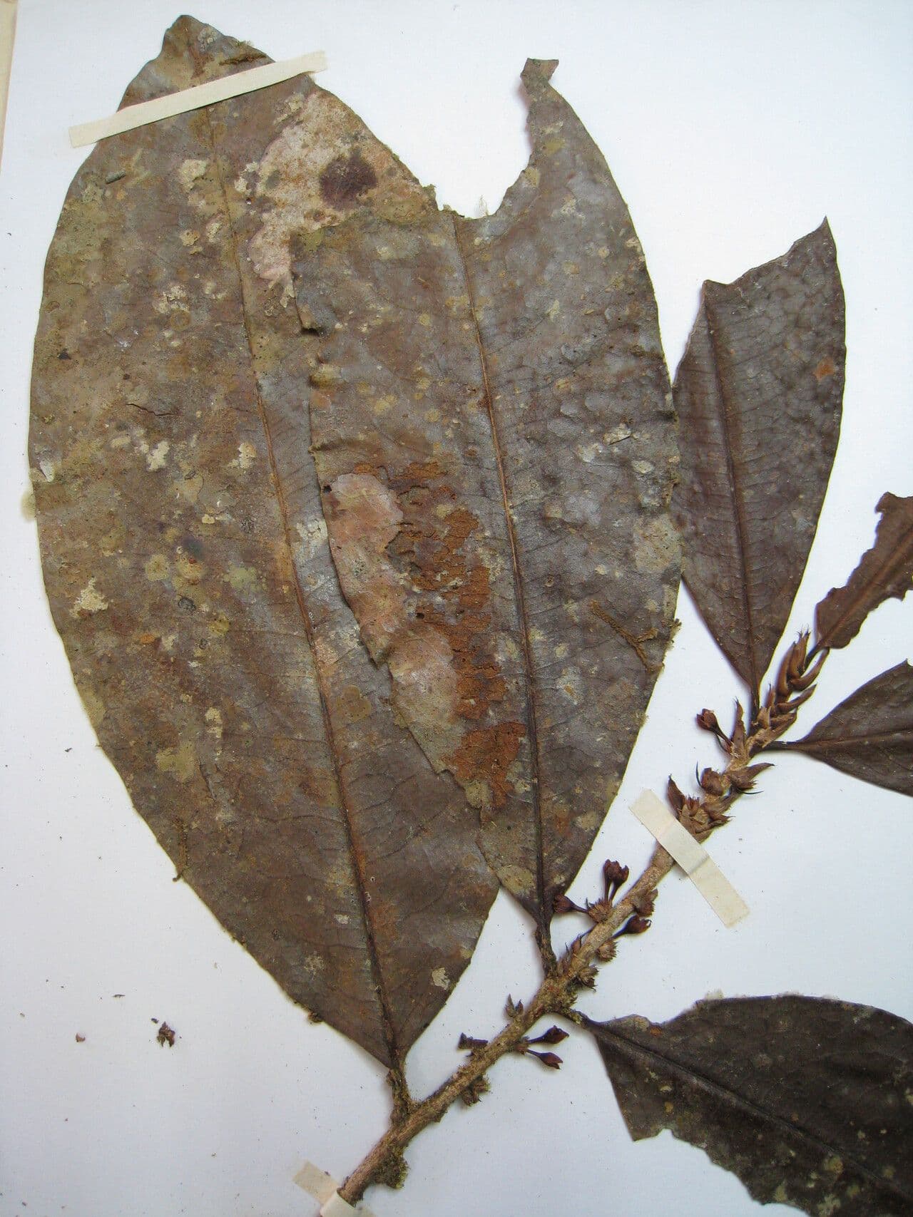 Erythroxylum 20
