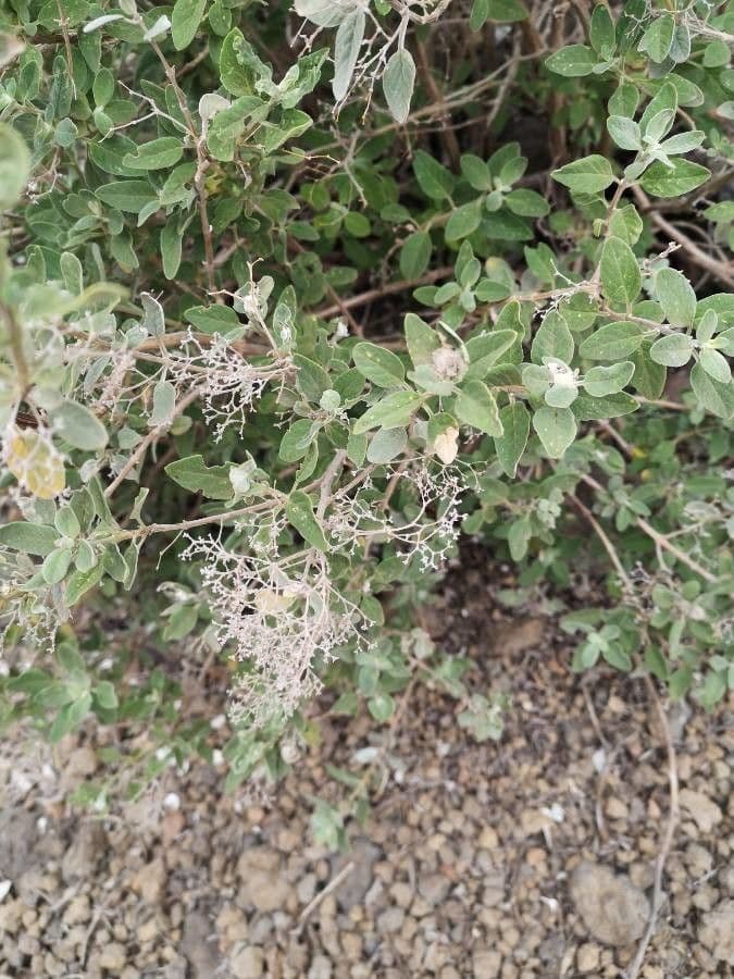 Bystropogon 15