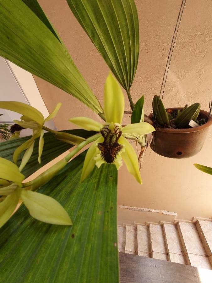 Orchidea nera 3
