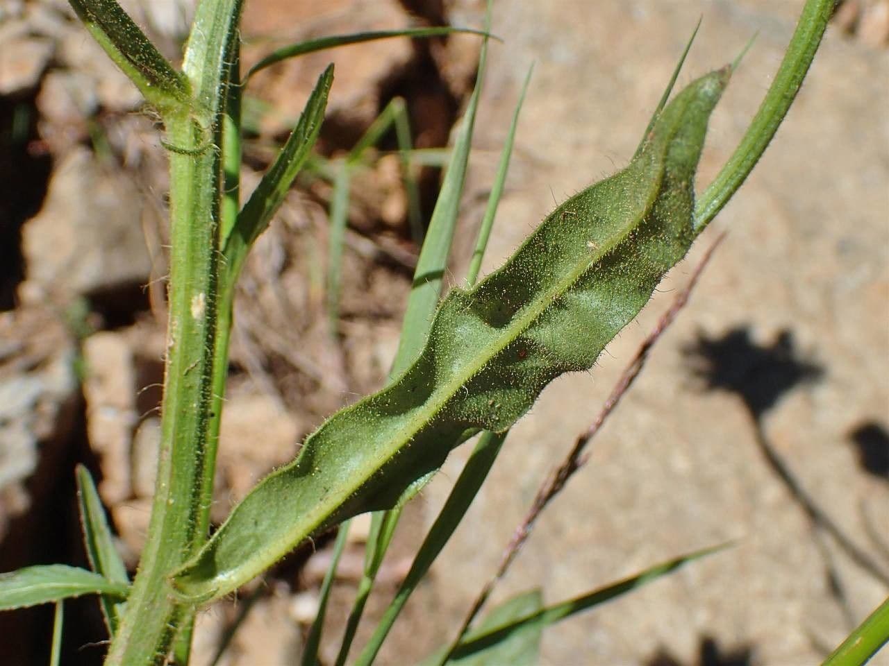 Crepis conyzifolia 23