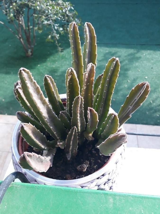 Stapelia gigantea 24