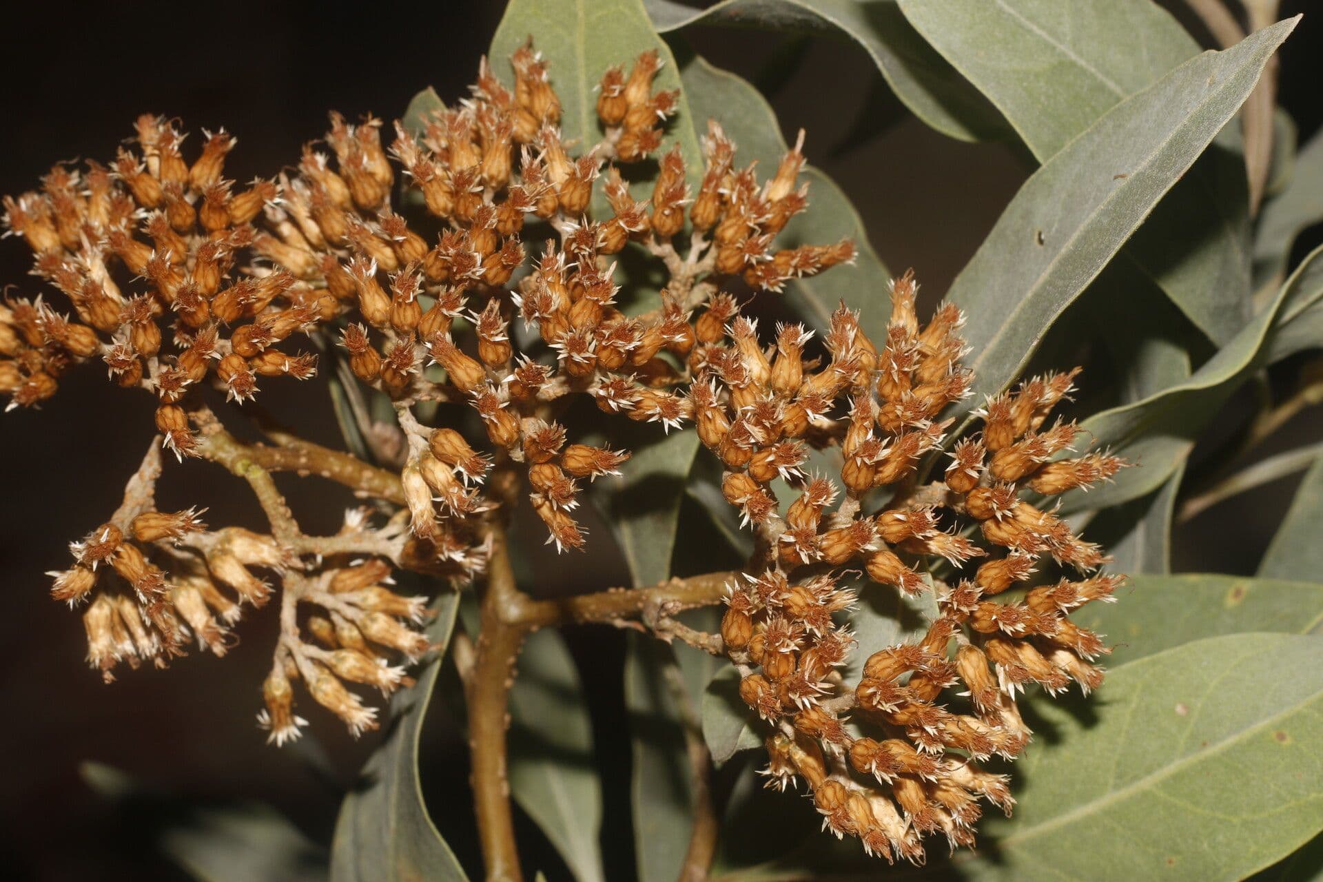 Tessaria