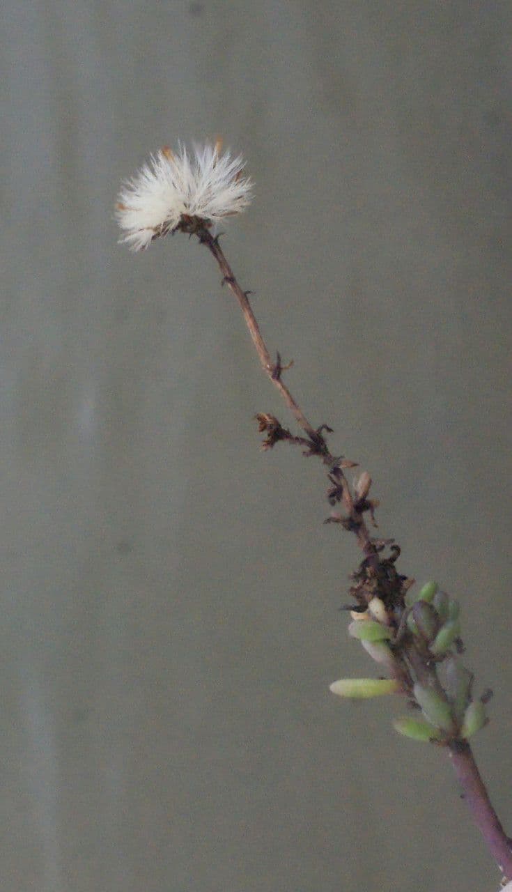 Limbarda crithmoides