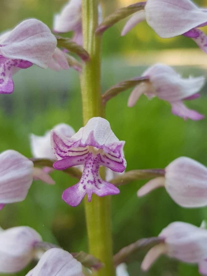 Orchidea militare 3