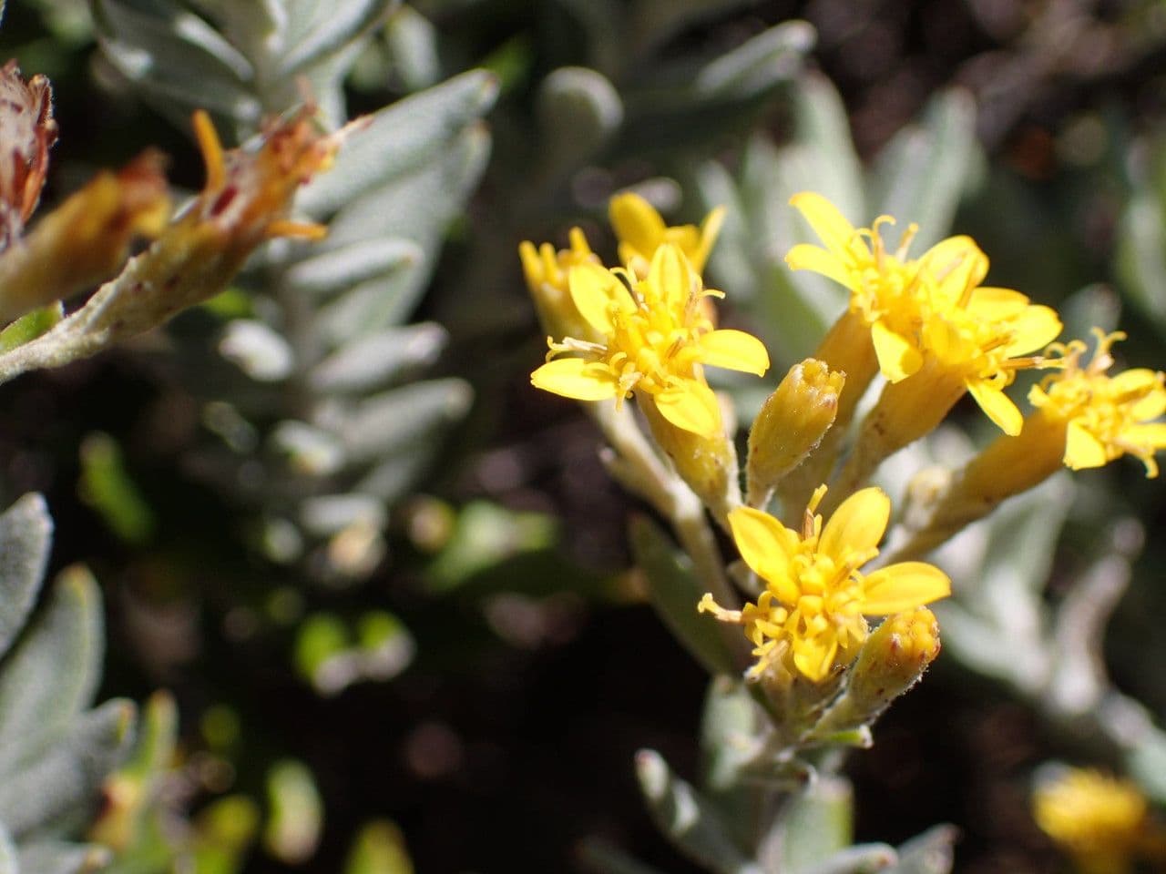 Hubertia 8