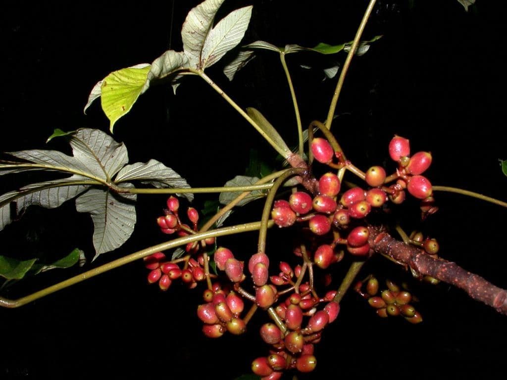 Pourouma bicolor 24