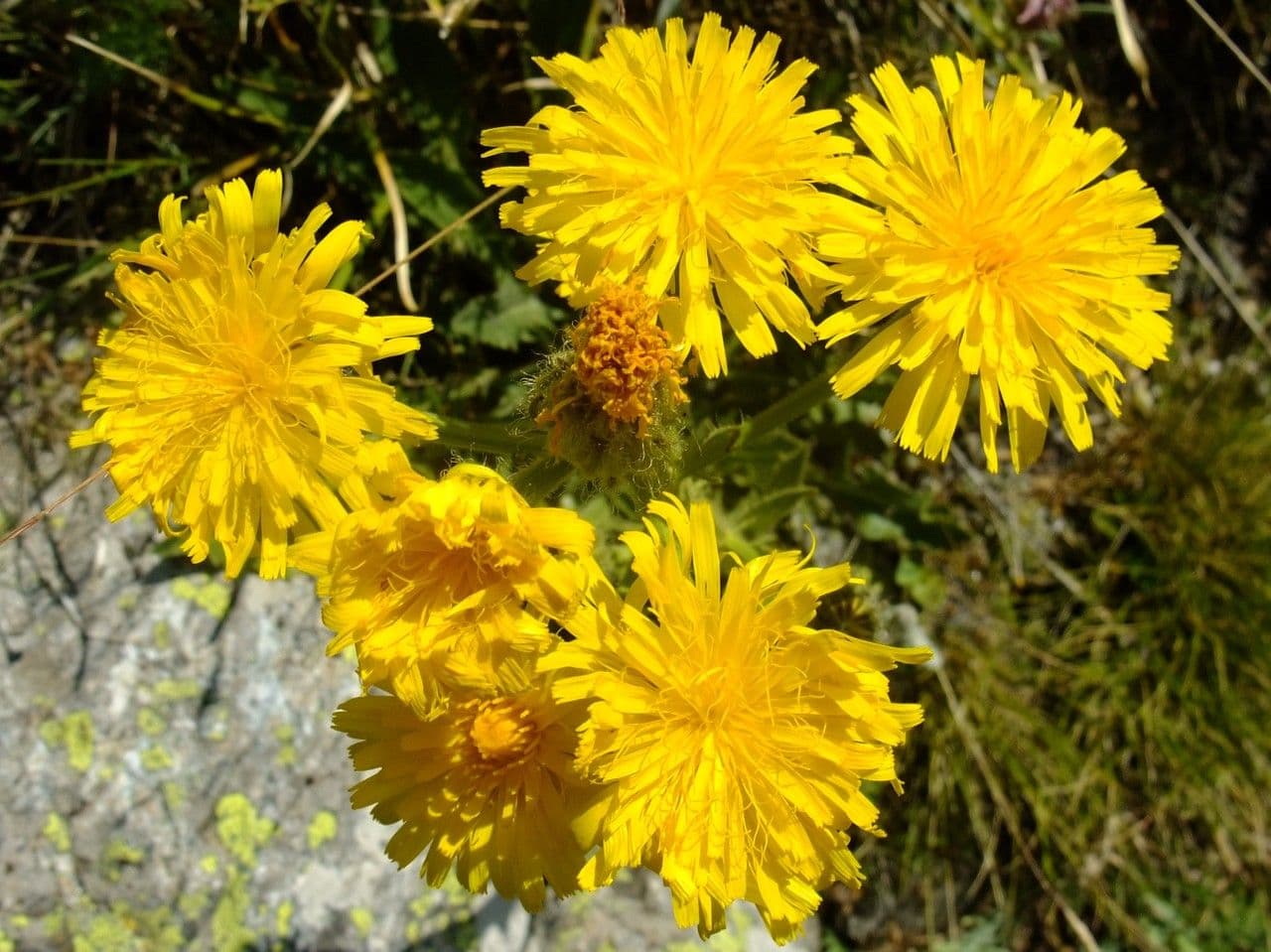 Crepis conyzifolia 6