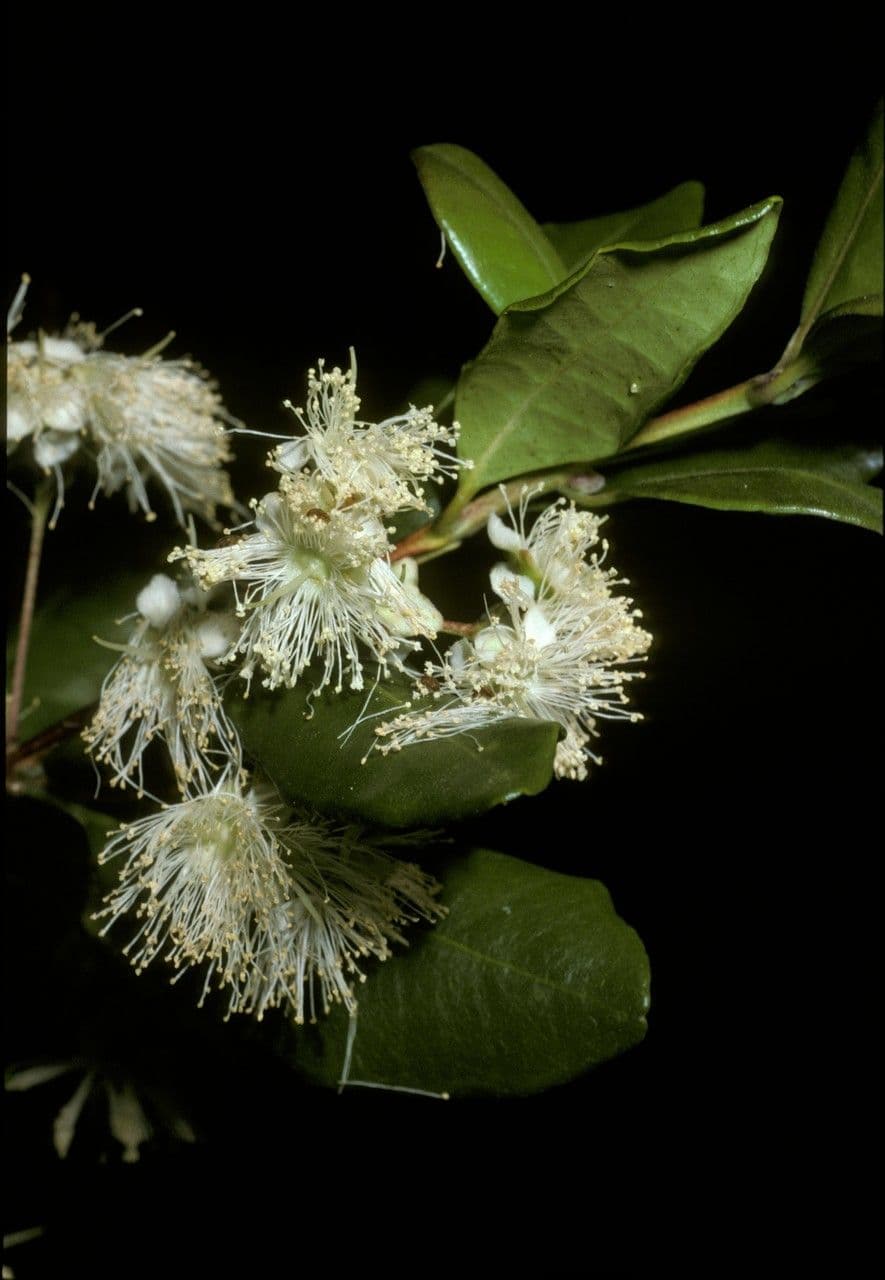 Blepharocalyx