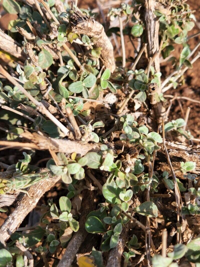Sericocomopsis 6