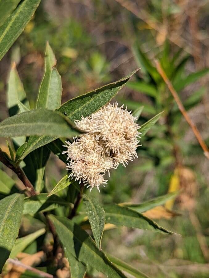 Emorys Baccharis