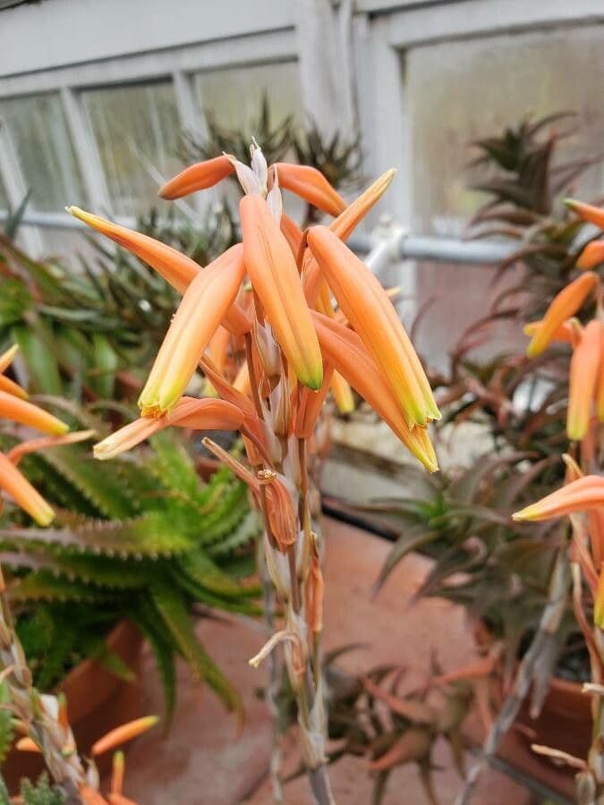 Zwerg-Igelaloe 4