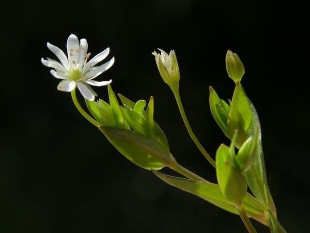 Stellaria carnosa 6