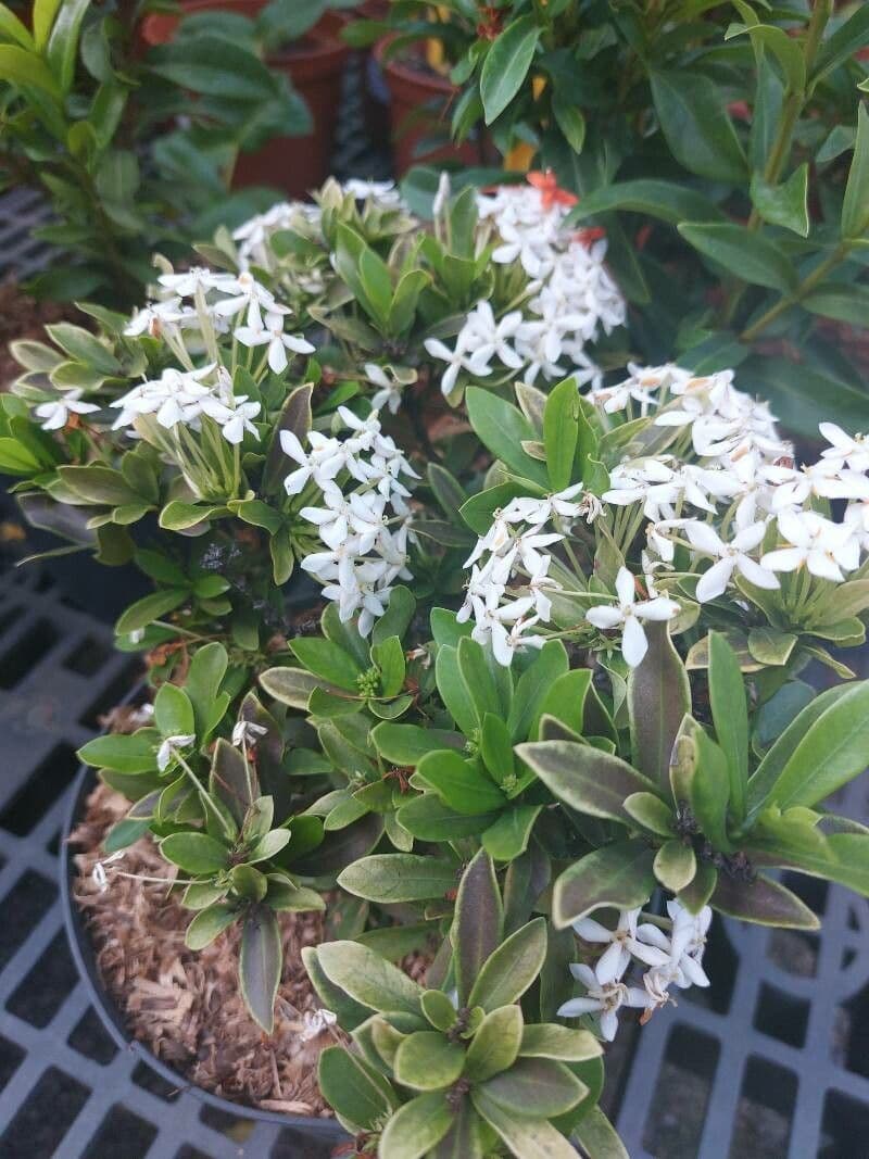 Ixora 20