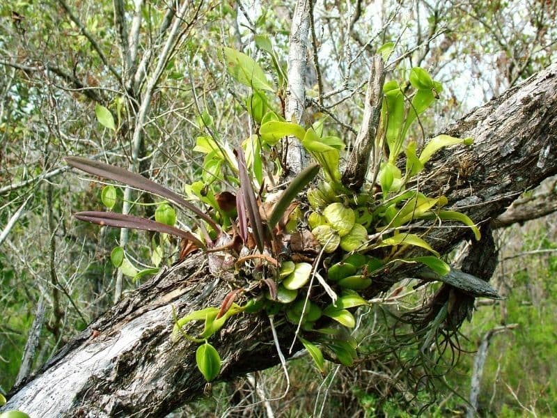 Encyclia 6