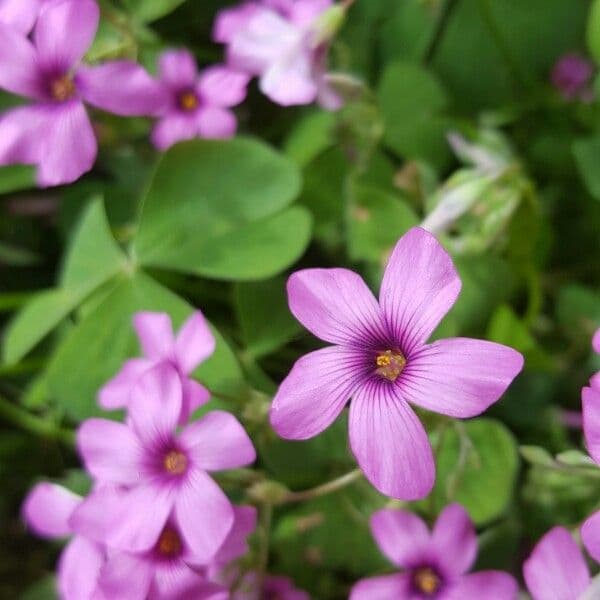 Acetosa debilis 2