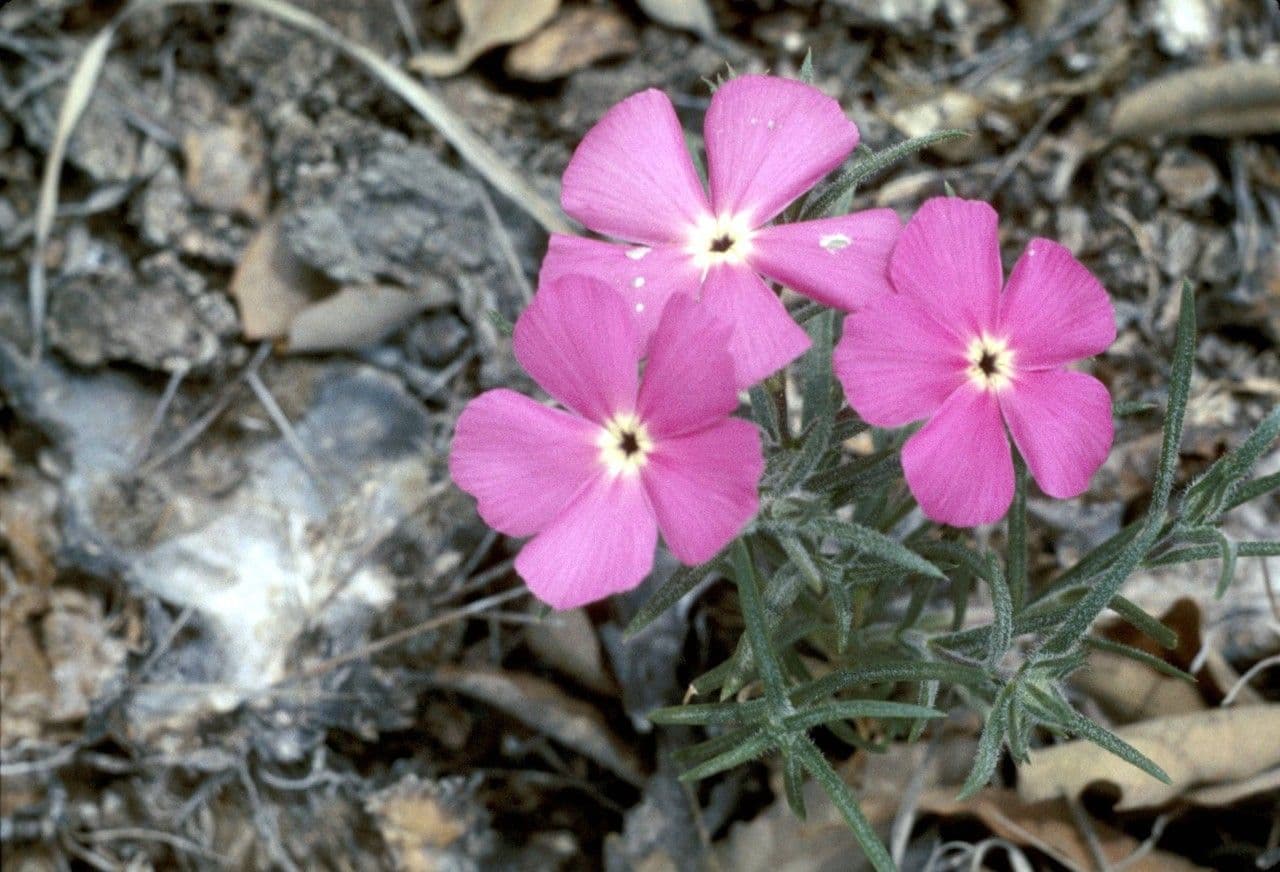 Flogosis 3