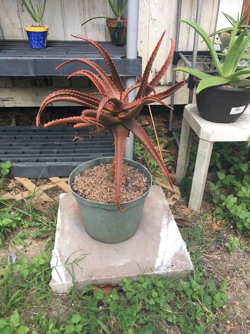 Aloe di Cameron 4